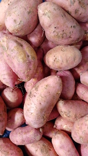 Imagen 1 de Camote zanahoria o dorado primera kilo