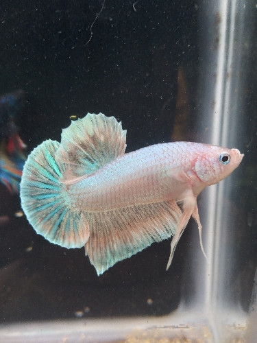Imagen 1 de Peces bettas hmpk 