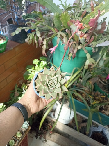 Imagen 1 de Echeveria Agavoides Aquamarine