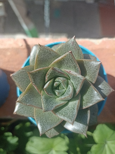 Imagen 1 de Echeveria Dionysos