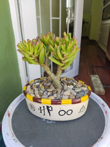 Imagen 1 de Crassula Ovata Gollum 