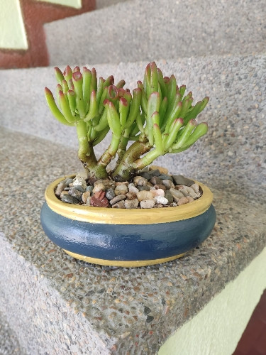 Imagen 1 de Crassula Ovata Gollum 2