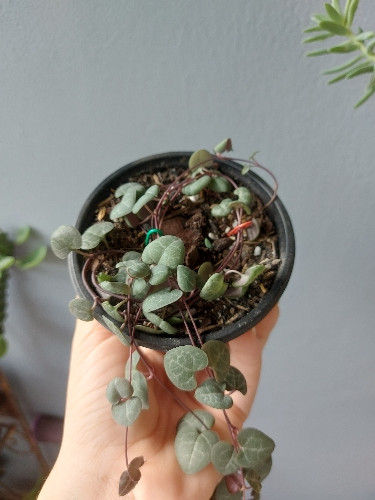 Imagen 1 de Ceropegia woodii 