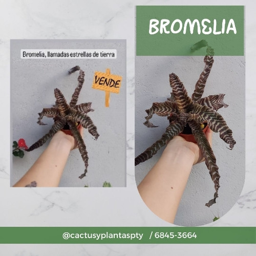 Imagen 1 de Cryptanthus zonatus