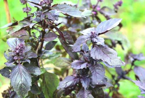 Imagen 1 de ALBAHACA RUBI RED