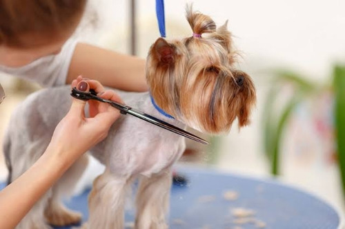 Imagem 1 de 012 Banho e Tosa Total