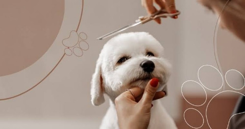 Imagem 1 de 0123 Banho e Tosa na Tesoura