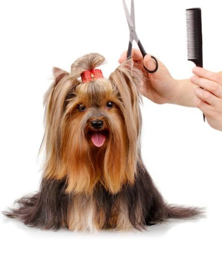 Imagem 1 de 0012 Banho Pelos longos