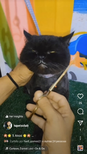 Imagem 1 de 01234 Banho Gatos Favor ler a descrição