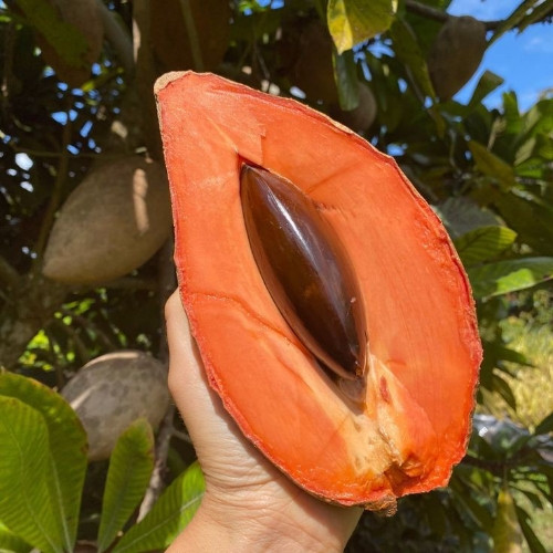 Imagen 1 de Hielito de Mamey