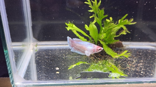 Imagen 1 de Betta Hembra Dumbo 