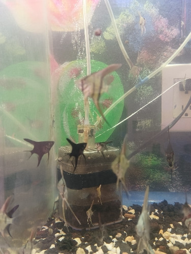 Imagen 1 de Angel Chico