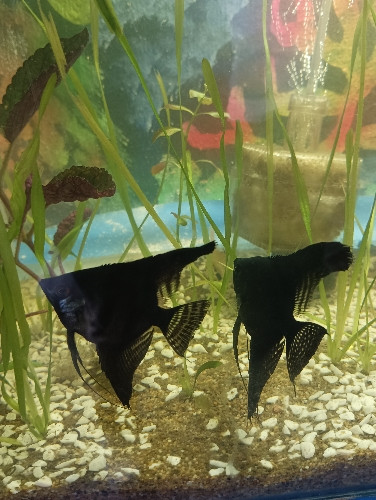 Imagen 1 de Angel Surtido Mediano