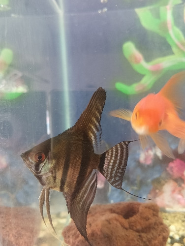 Imagen 1 de Angel Surtido Grande