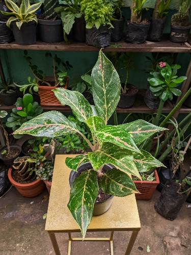 Imagen 1 de Aglodema rosada