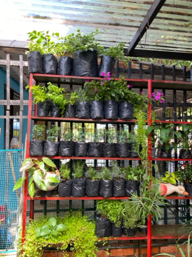 Imagen 1 de Aromática anis