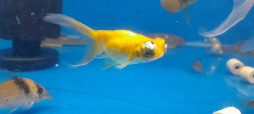 Imagen 1 de Goldfish celestial 