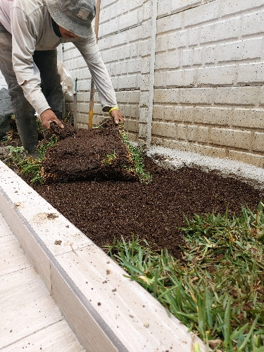 Imagen 1 de Instalación de grama San Agustín 
