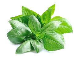 Imagen 1 de Albahaca