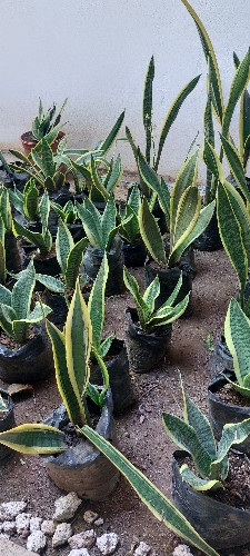 Imagen 1 de C. Lengua de suegra