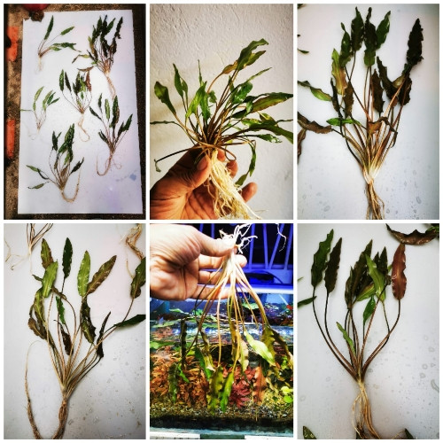Imagen 1 de Planta acuática cryptocoryne x tallo 