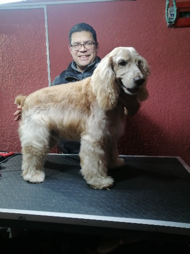 Imagen 1 de Cocker, cruzas (sea manto rizado, lacio, duro o mixto entre otras similares).