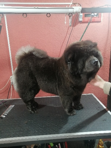 Imagen 1 de Chow Chow de 15 a 30 kg