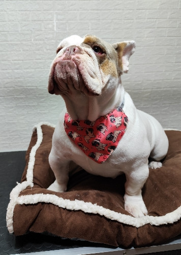 Imagen 1 de Bulldog francés
