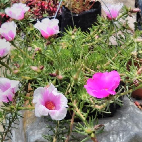 Imagen 1 de Amor de un rato en canasta