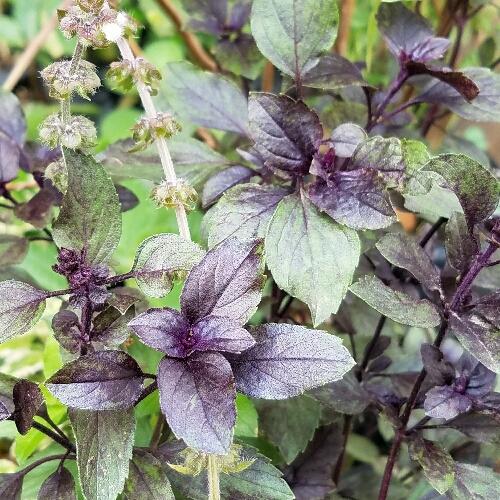 Imagen 1 de Albahaca morada 