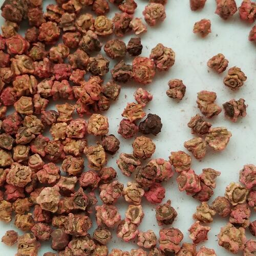 Imagen 1 de Acelga semilla