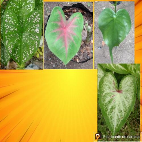 Imagen 1 de Alocasia