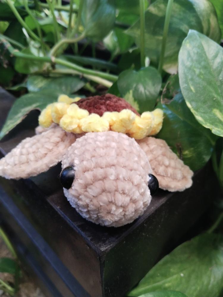 Imagen 1 de Tortuga pequeña