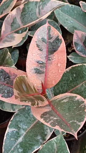 Imagen 1 de Árbol de hule ruby