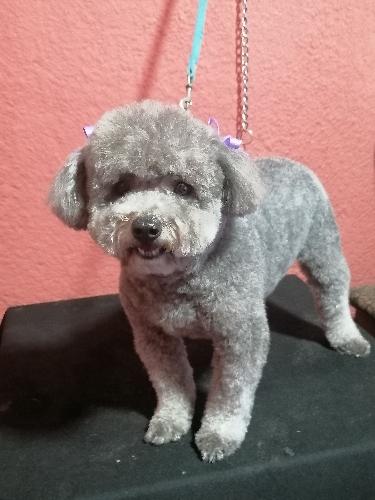 Imagen 1 de Corte y Baño caniche