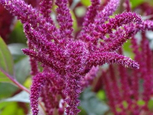 Imagen 1 de AMARANTO (COMESTIBLE)