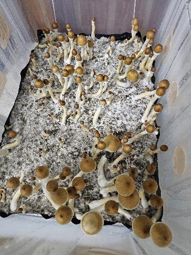 Imagen 1 de Frutos Deshidratados Golden Teacher 