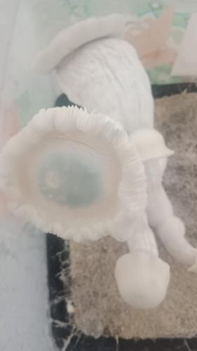 Imagen 1 de Frutos Deshidratados de Albino blueyvuitton