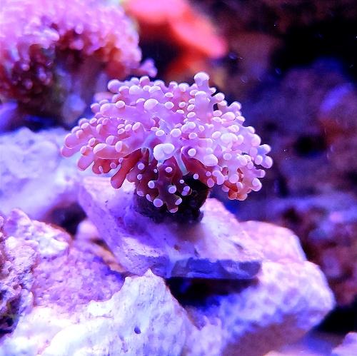Imagen 1 de Euphyllia Frogspawn puntas rosas