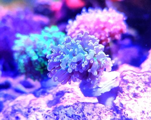 Imagen 1 de Frogspawn puntas azules