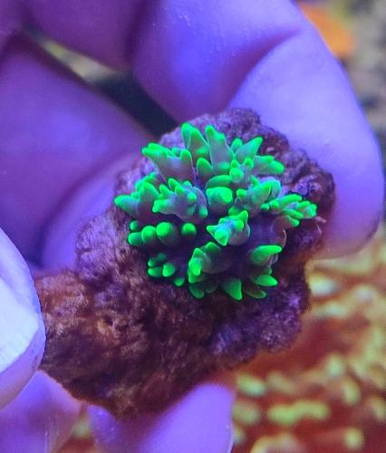 Imagen 1 de Rhodactis australiano vesículas verde fosfo