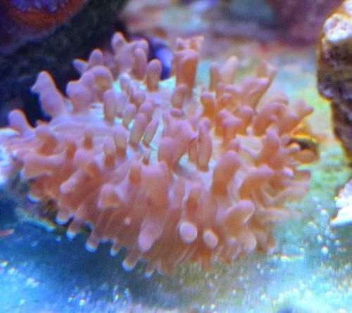 Imagen 1 de Rhodactis indonensis