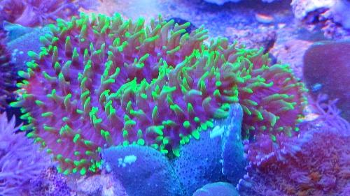 Imagen 1 de Rhodactis australiano gde