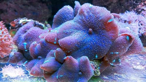 Imagen 1 de Discosoma sp motita md/gde