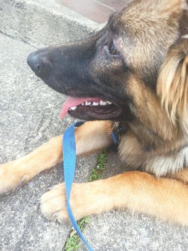 Imagen 1 de Anestesia perro grande 