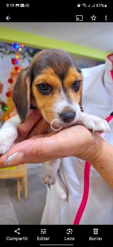 Imagen 1 de Anestesia perro pequeño 