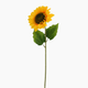 girasol solo ener