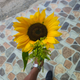 girasol