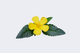 DAMIANA