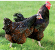 GALLINAS SUSSEX TRICOLOR
